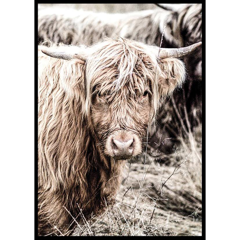 Poster Gallerix Cow Up Close