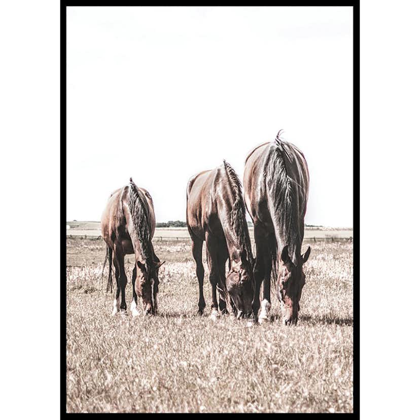 Poster Gallerix Three Brown Horses