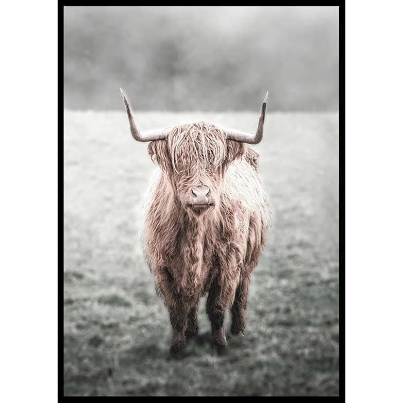 Poster Gallerix Highland Cow