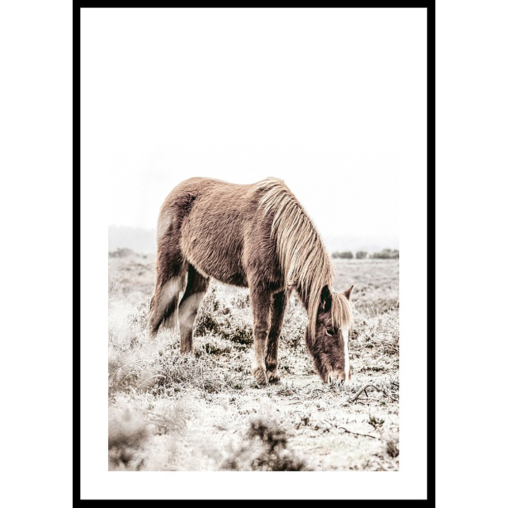 Poster Gallerix Wild Horse In Field