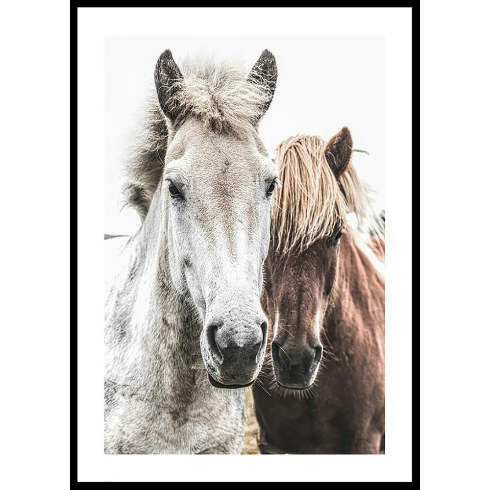 Poster Gallerix Wild Horses Up Close