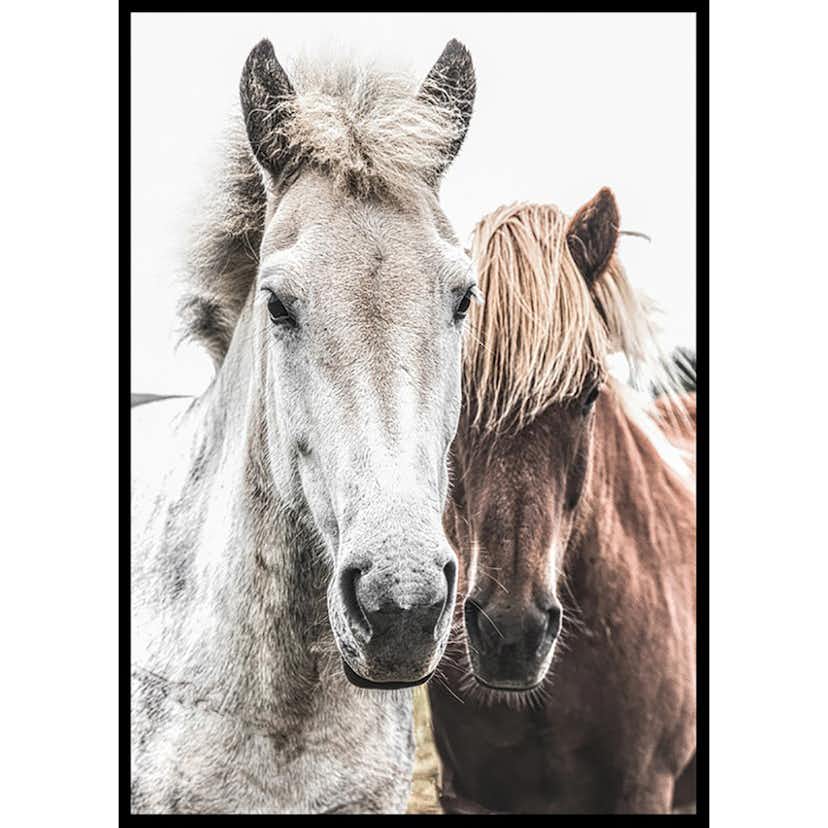 Poster Gallerix Wild Horses Up Close