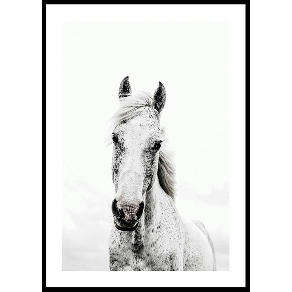Poster Gallerix White Horse Up Close