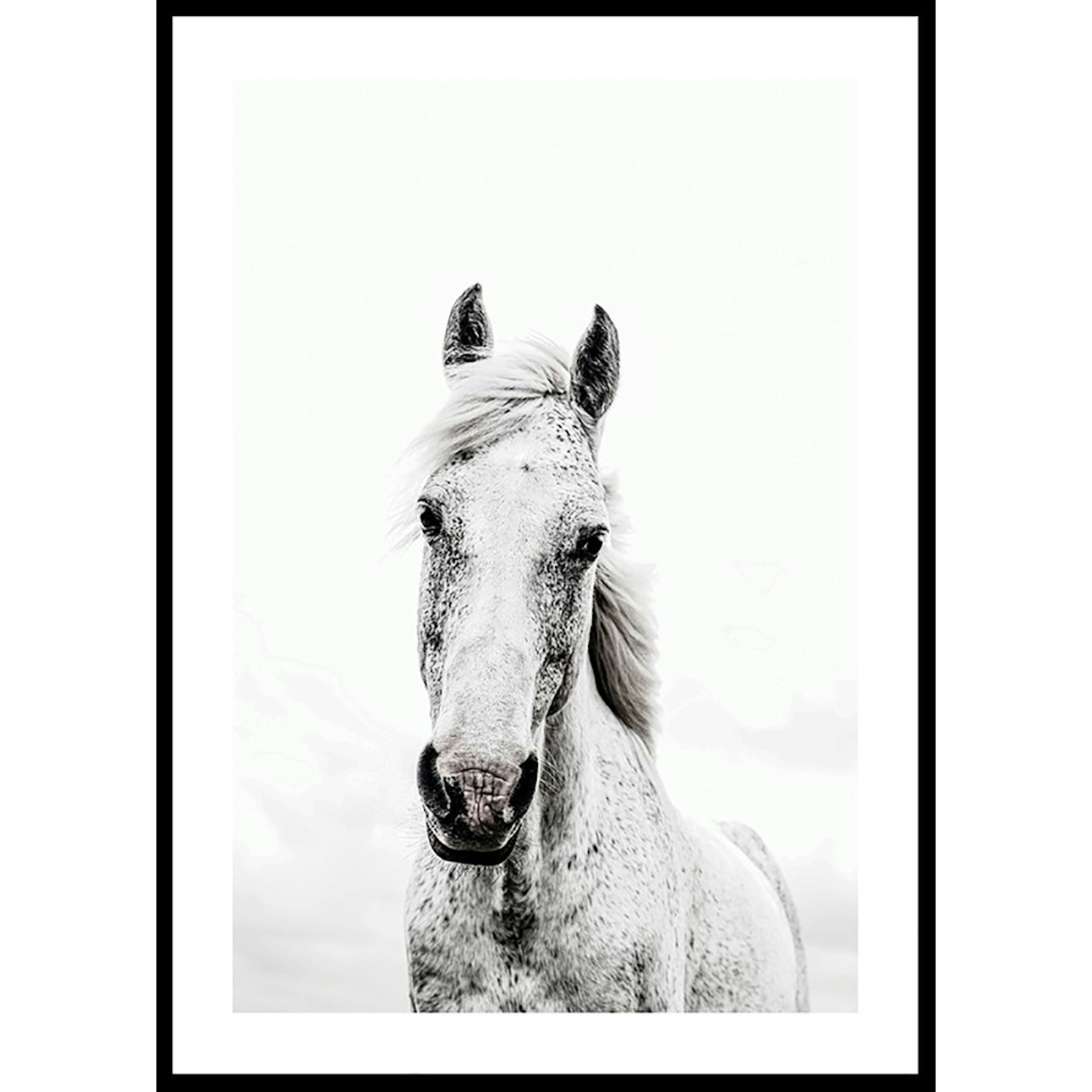 Poster Gallerix White Horse Up Close