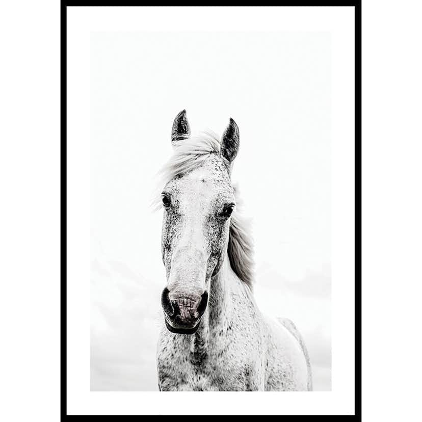 Poster Gallerix White Horse Up Close