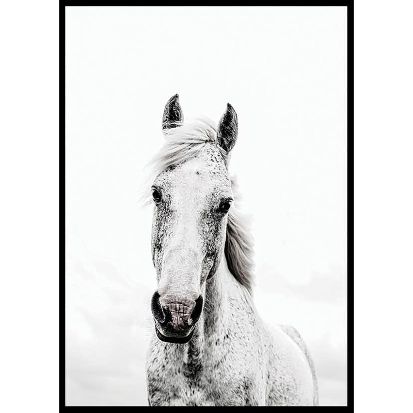 Poster Gallerix White Horse Up Close