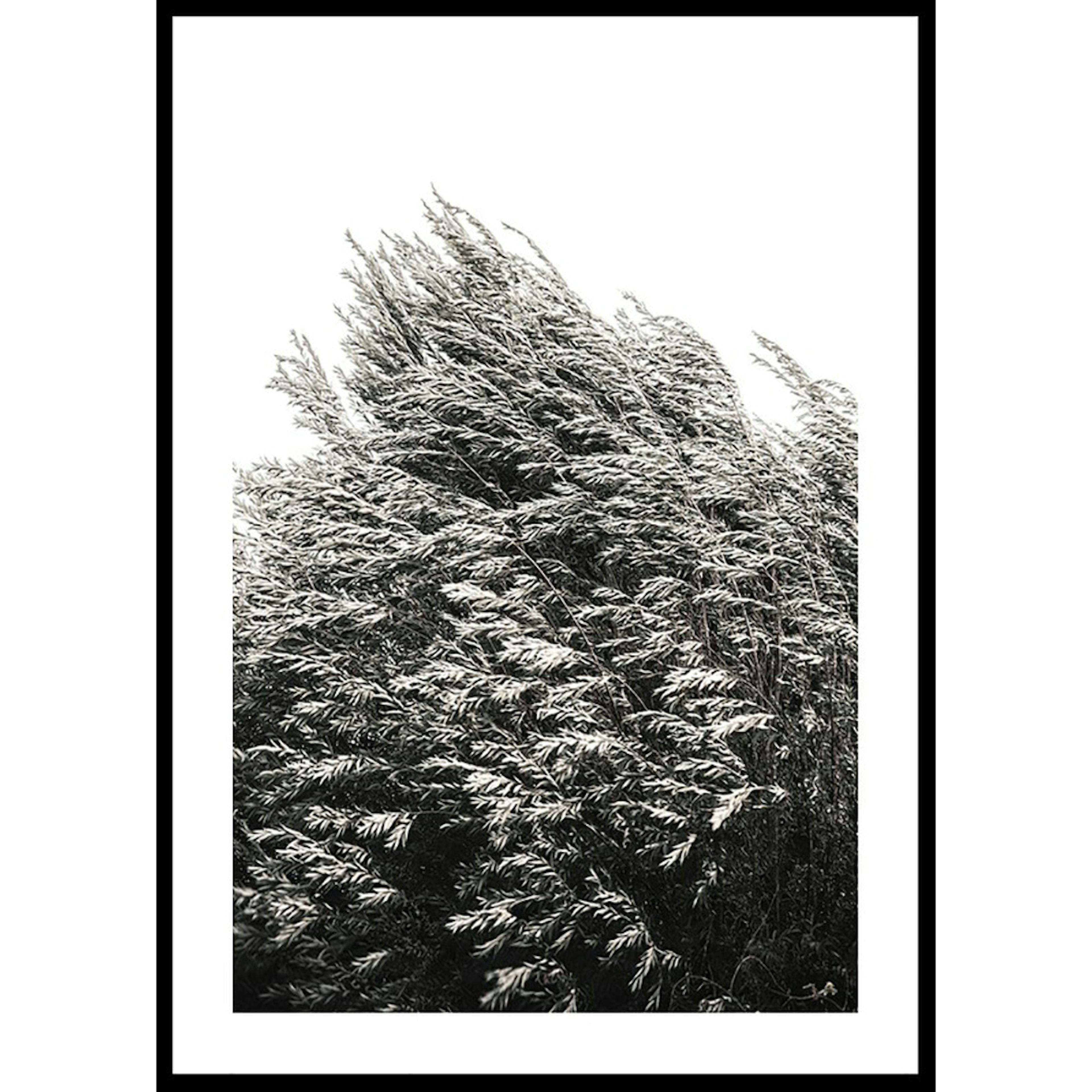 Poster Gallerix Bush Of Plants