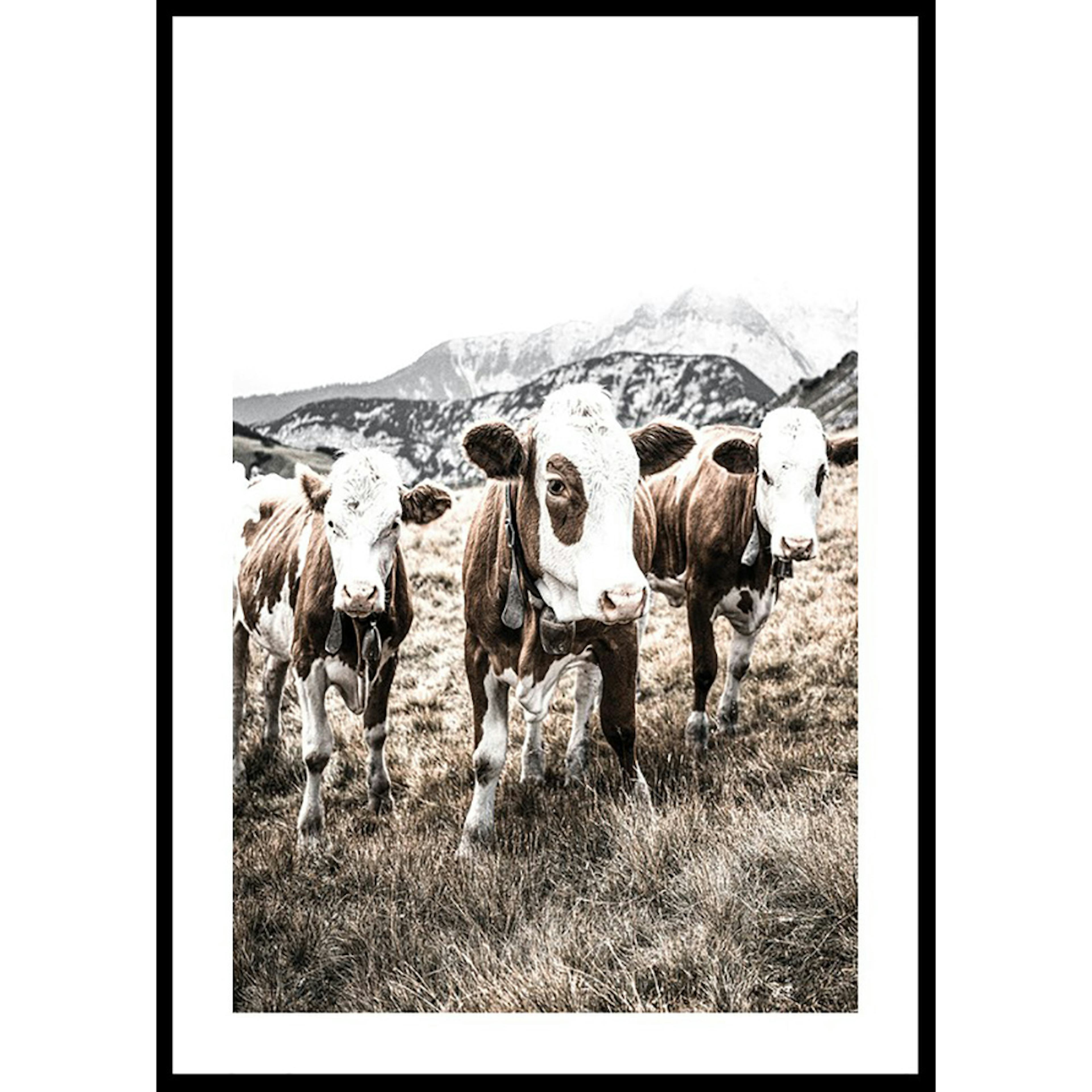 Poster Gallerix Cattle In Field