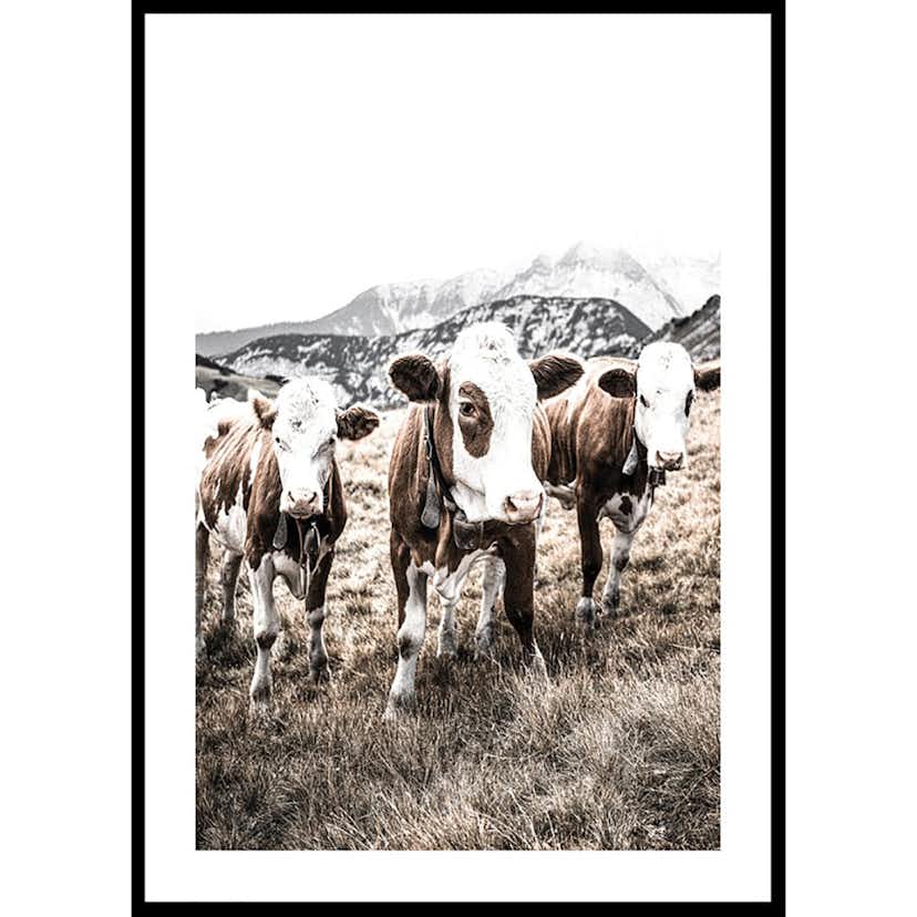 Poster Gallerix Cattle In Field