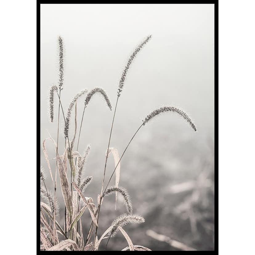 Poster Gallerix Grass Plants