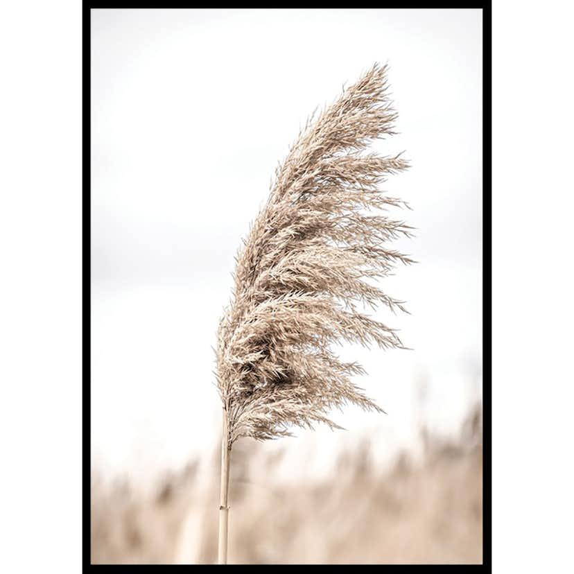 Poster Gallerix Dry Reeds No4