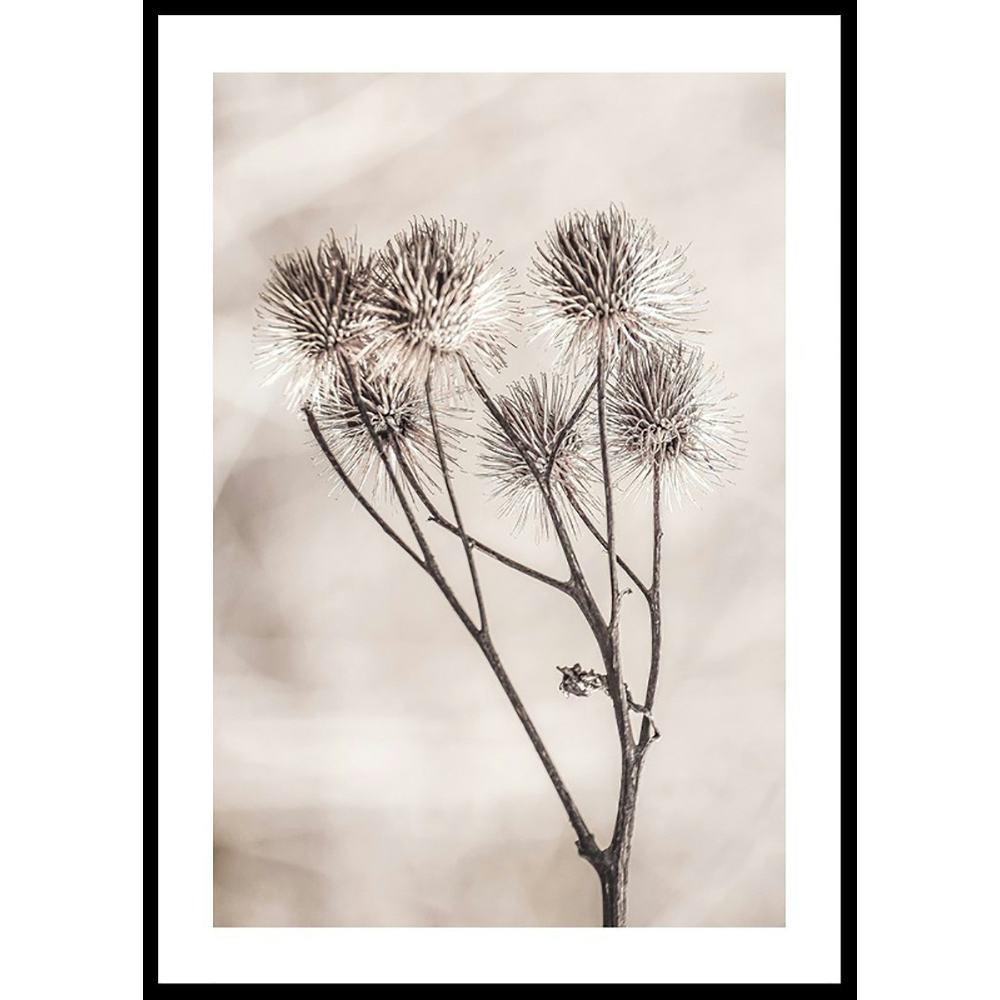 Poster Gallerix Dried Flower Sprig
