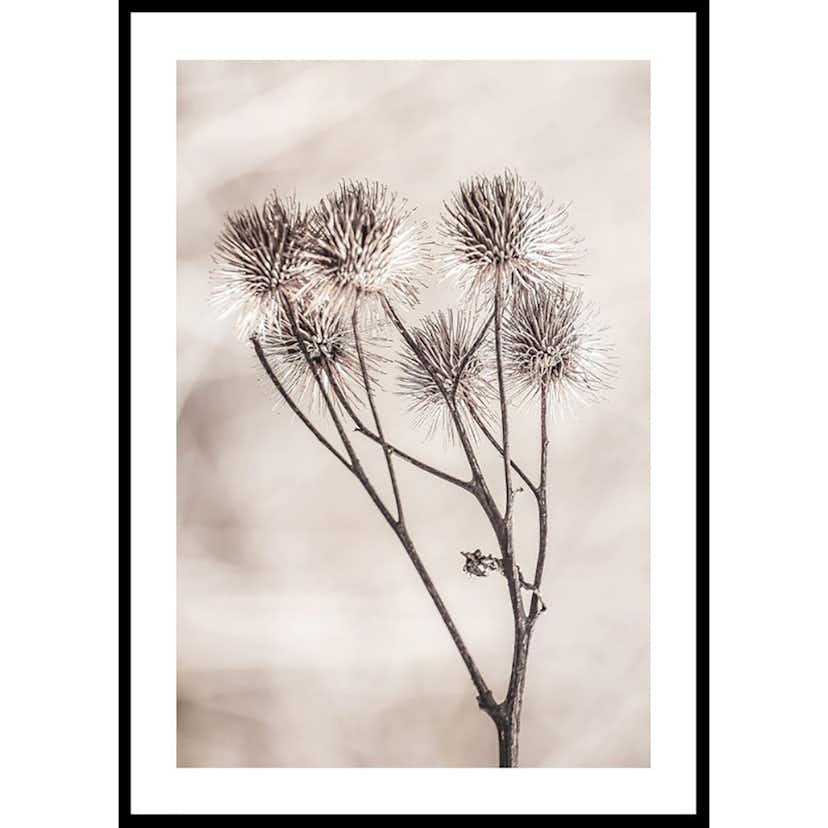 Poster Gallerix Dried Flower Sprig