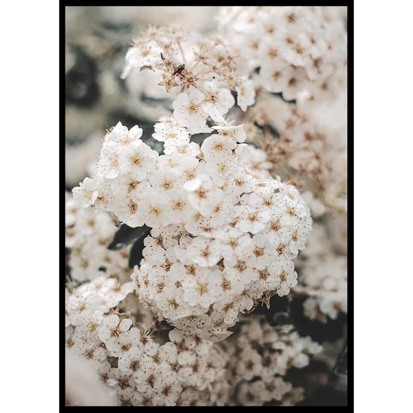 Poster Gallerix White Spring Flowers