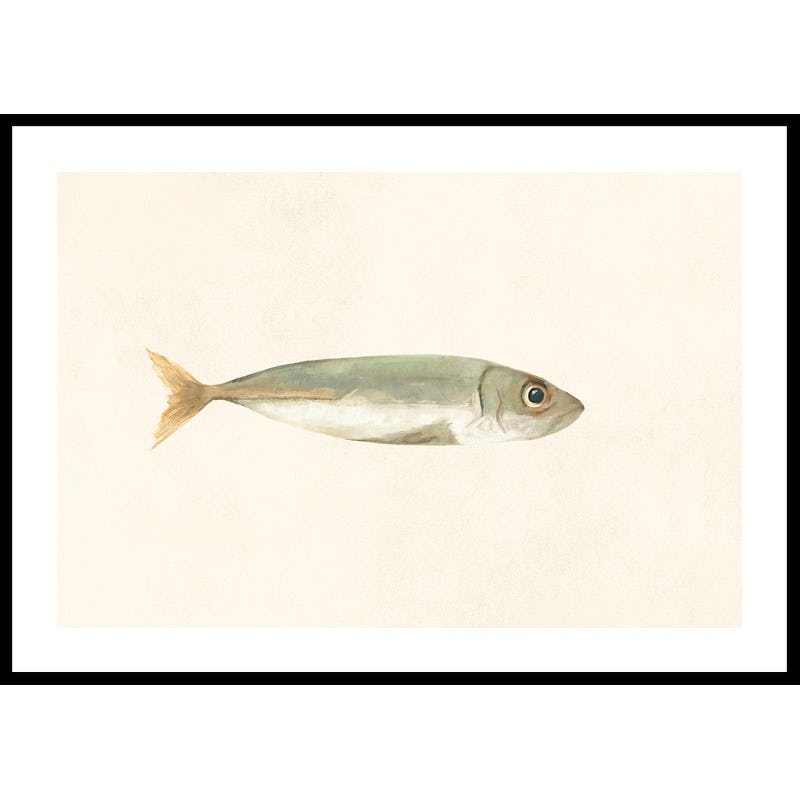 Poster Gallerix Colored Sardine