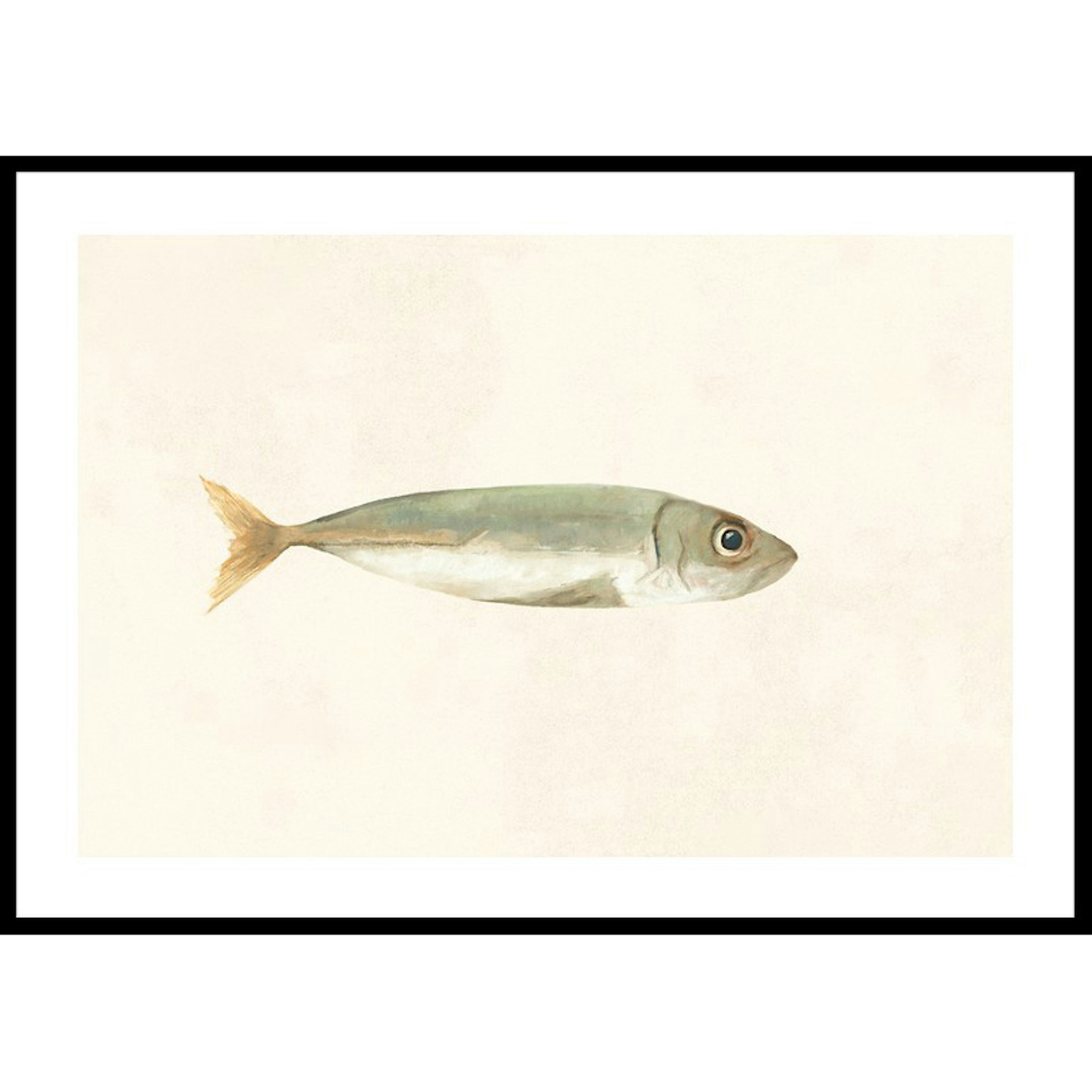 Poster Gallerix Colored Sardine