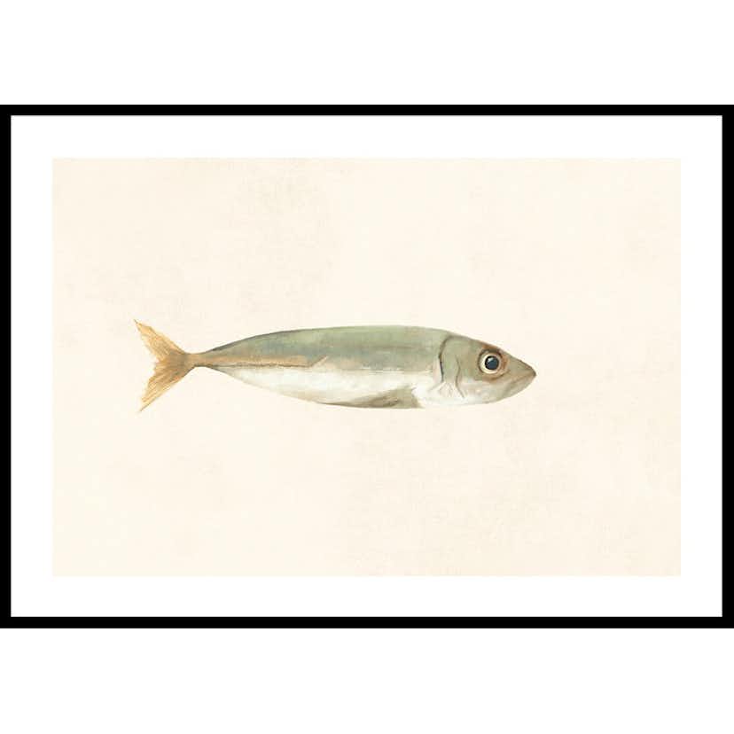 Poster Gallerix Colored Sardine