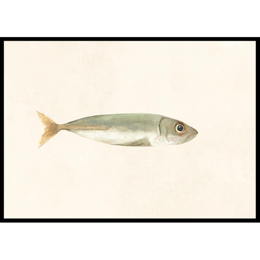 Poster Gallerix Colored Sardine
