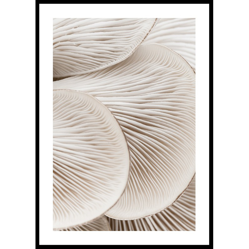 Poster Gallerix Mushrooms Close Up