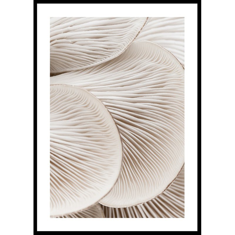 Poster Gallerix Mushrooms Close Up
