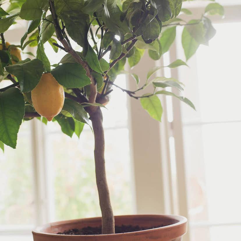 Tapet Boråstapeter Citronträd 5703