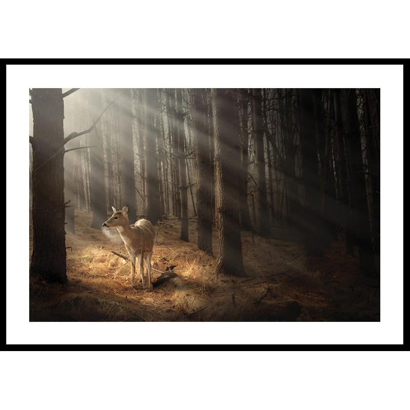Poster Gallerix Deer In Forest