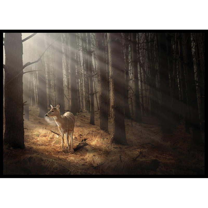Poster Gallerix Deer In Forest