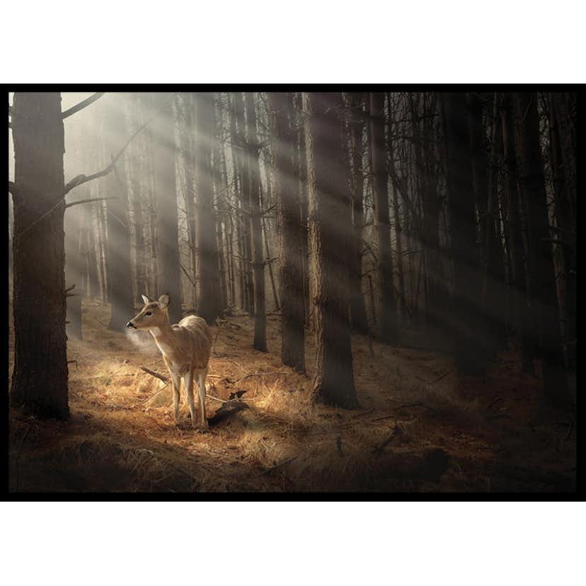 Poster Gallerix Deer In Forest