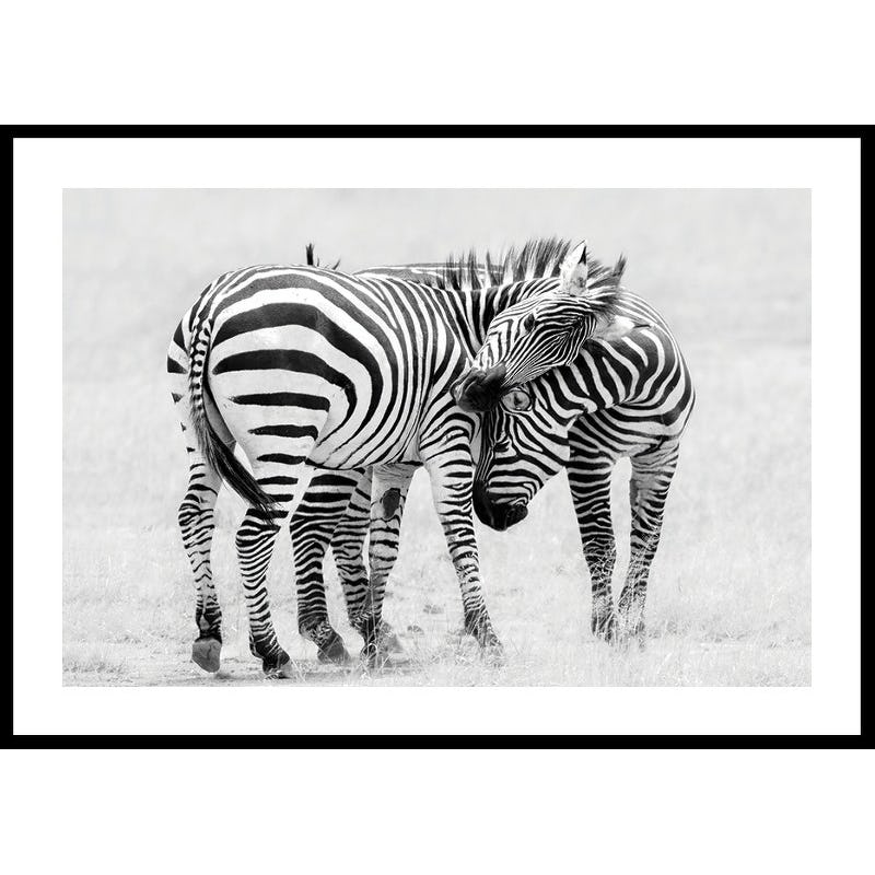 Poster Gallerix Zebras B&W