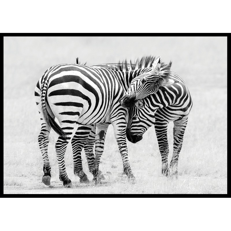 Poster Gallerix Zebras B&W