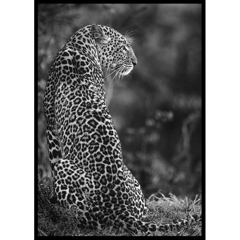 Poster Gallerix Jaguar B&W