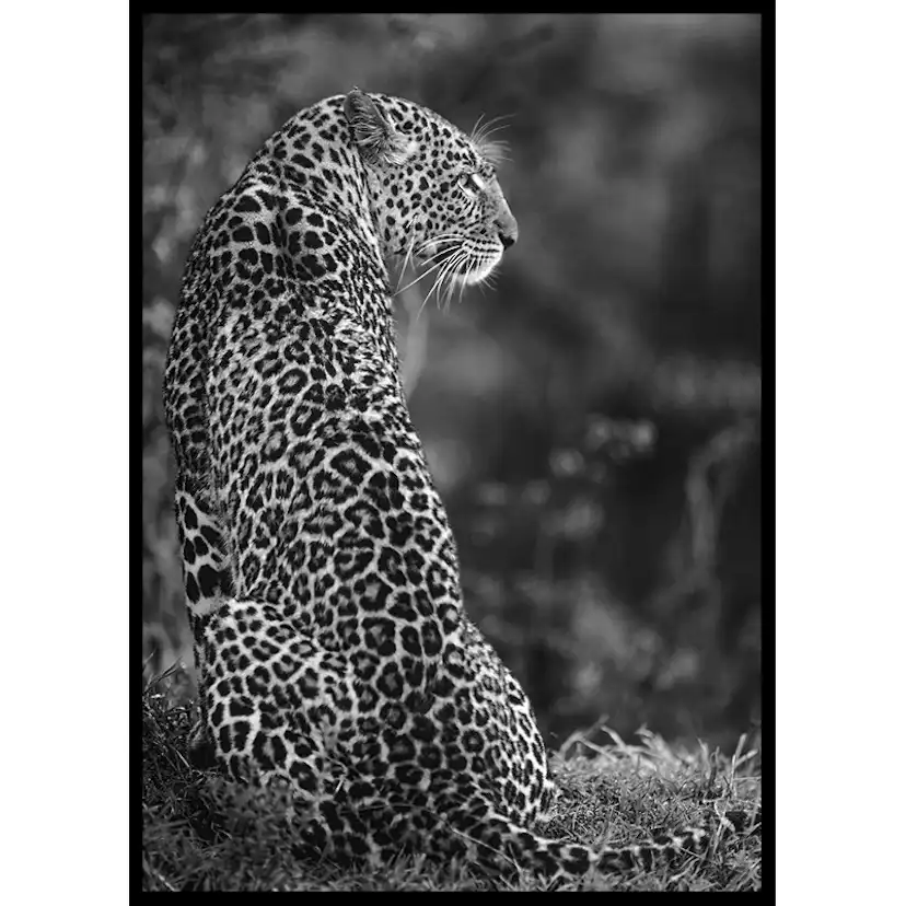 Poster Gallerix Jaguar B&W