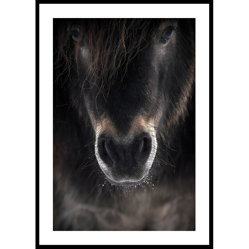 Poster Gallerix Horse Mule