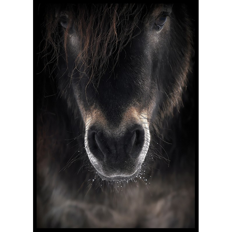 Poster Gallerix Horse Mule