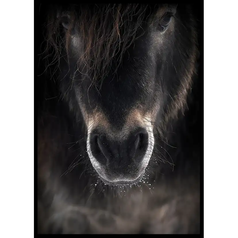 Poster Gallerix Horse Mule