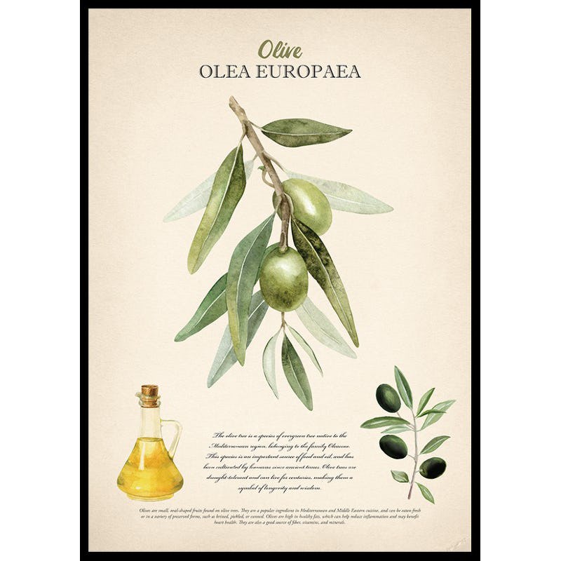 Poster Gallerix Olive Olea Europaea