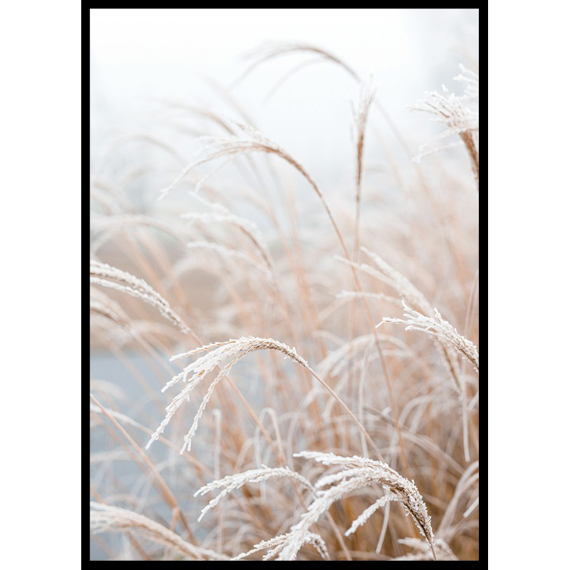 Poster Gallerix Frosted Pampas Grass