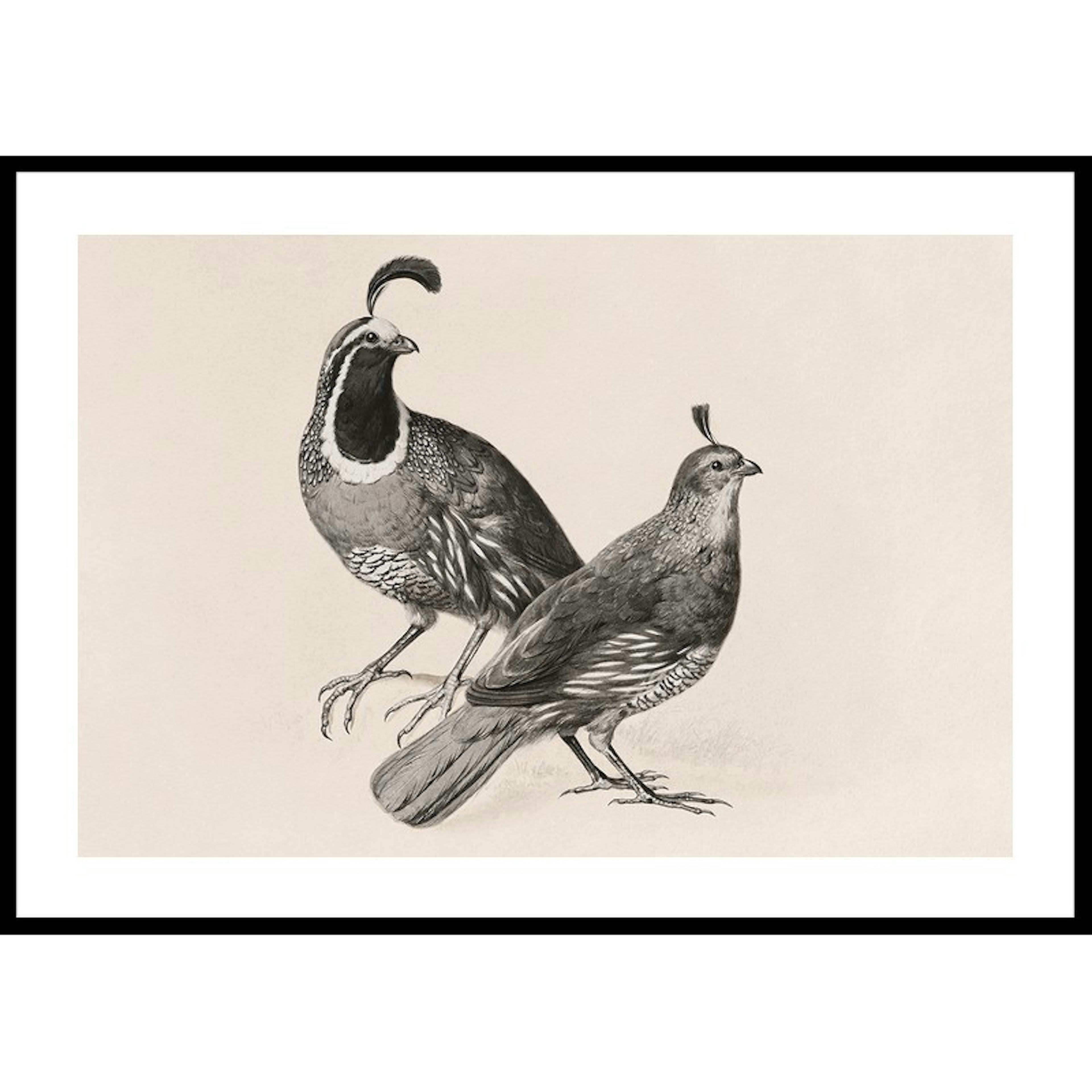Poster Gallerix Gamble Quail By Charles Christian Nahl