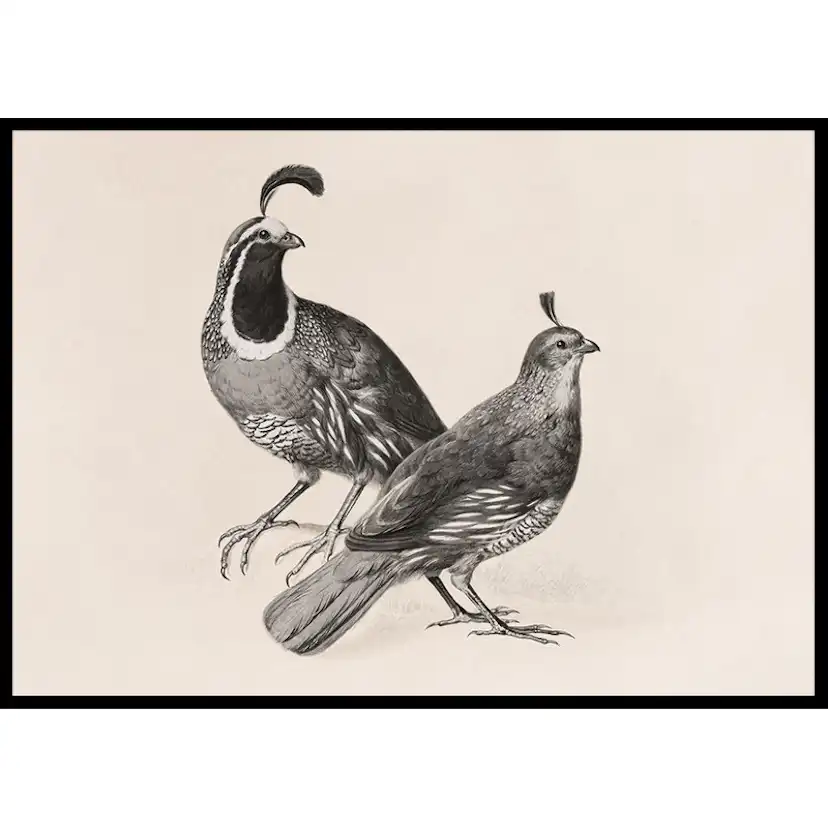 Poster Gallerix Gamble Quail By Charles Christian Nahl