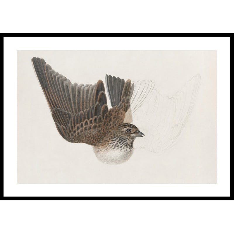 Poster Gallerix A Bird With Wings Spread By James Sowerby