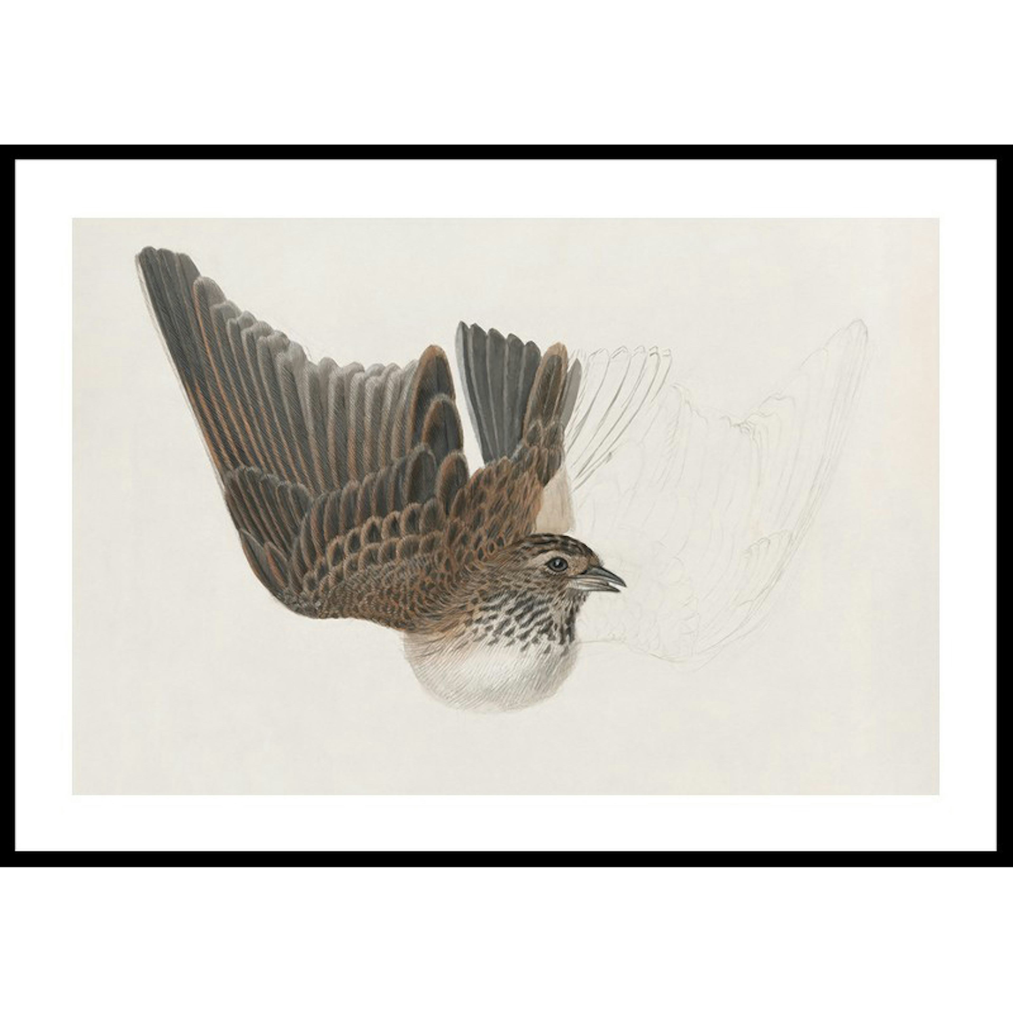 Poster Gallerix A Bird With Wings Spread By James Sowerby