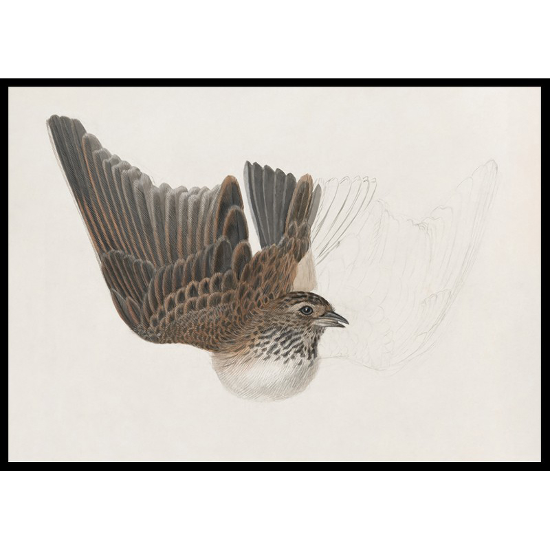 Poster Gallerix A Bird With Wings Spread By James Sowerby