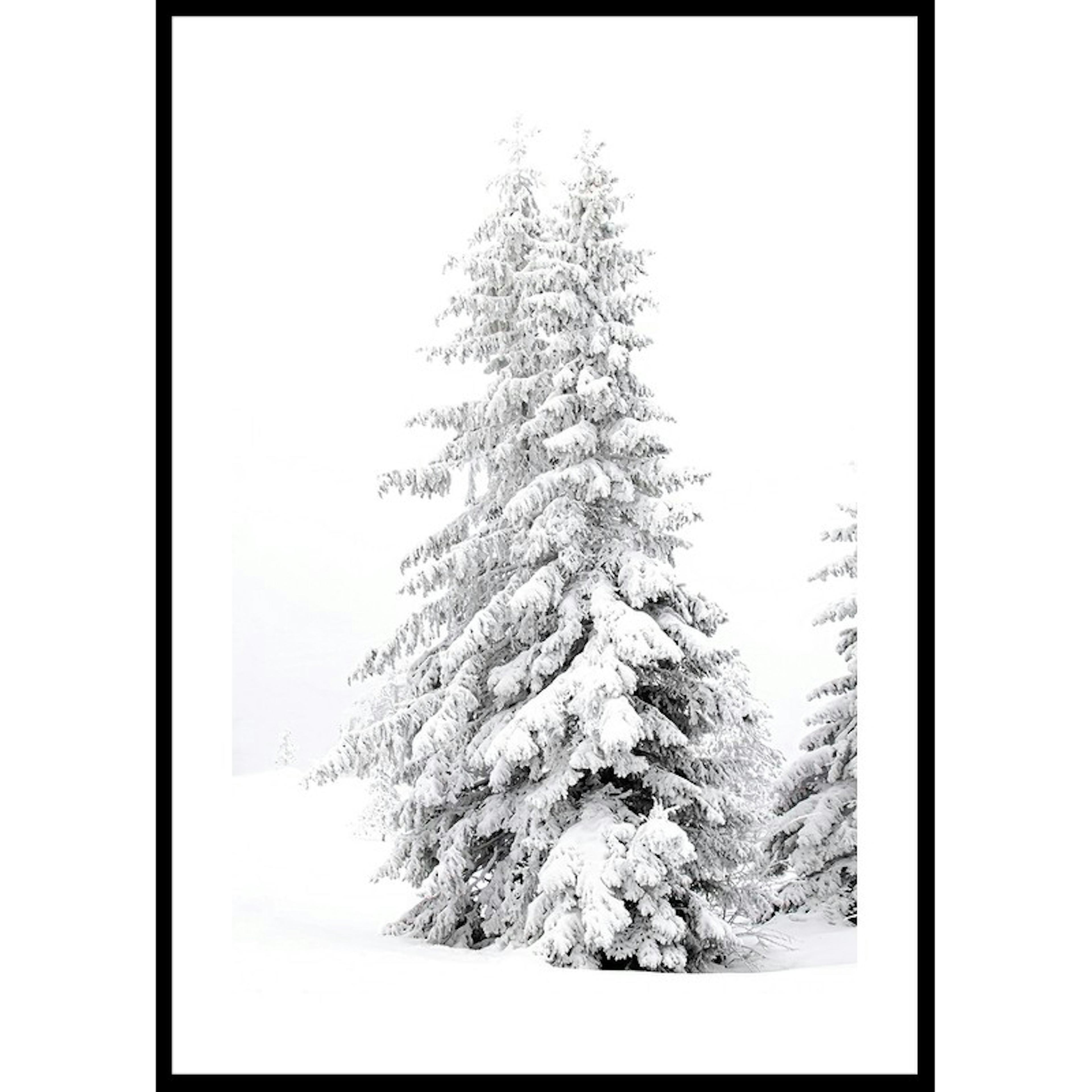 Poster Gallerix Snow Covered Pine Trees