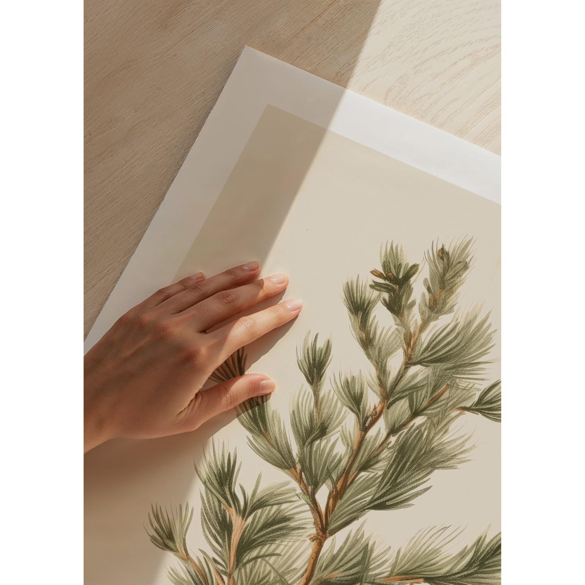 Poster Gallerix Fir Tree Branch