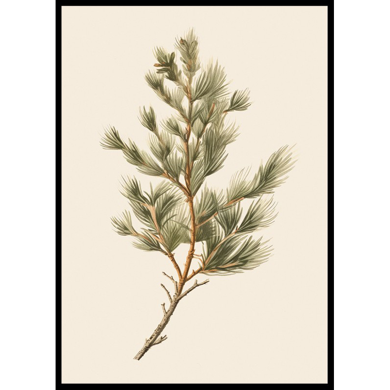 Poster Gallerix Fir Tree Branch