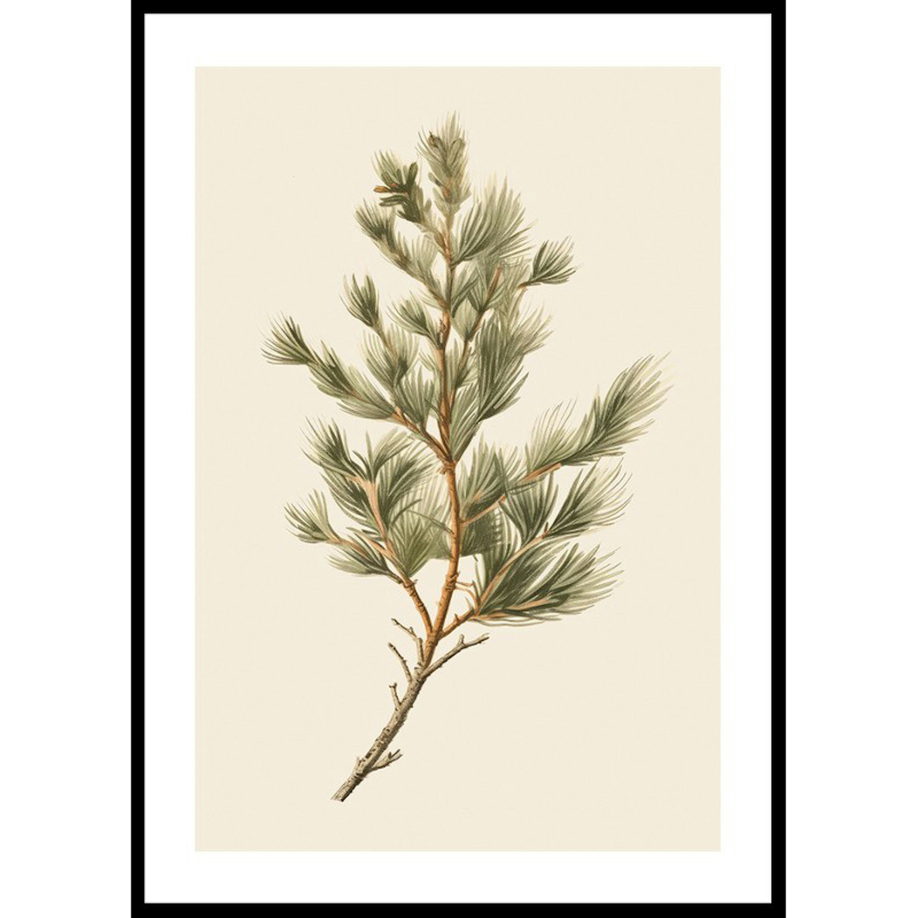 Poster Gallerix Fir Tree Branch
