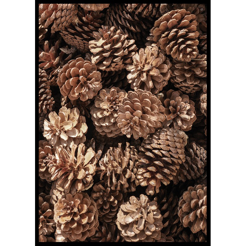 Poster Gallerix Fir Cones Close Up