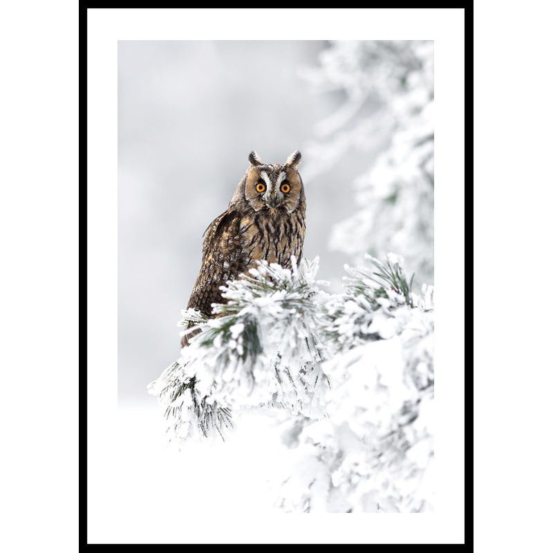 Poster Gallerix Owl On Snow Branch