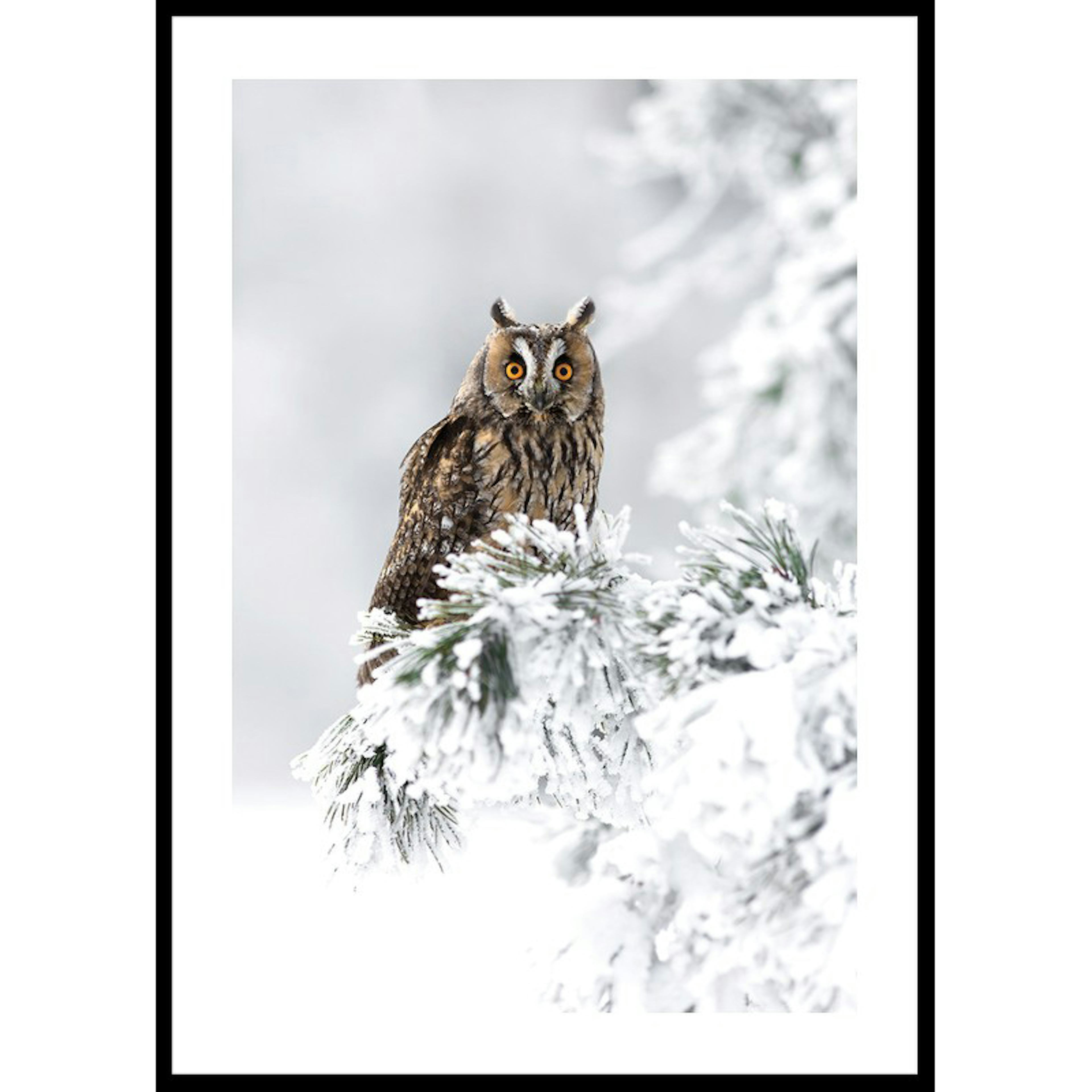 Poster Gallerix Owl On Snow Branch