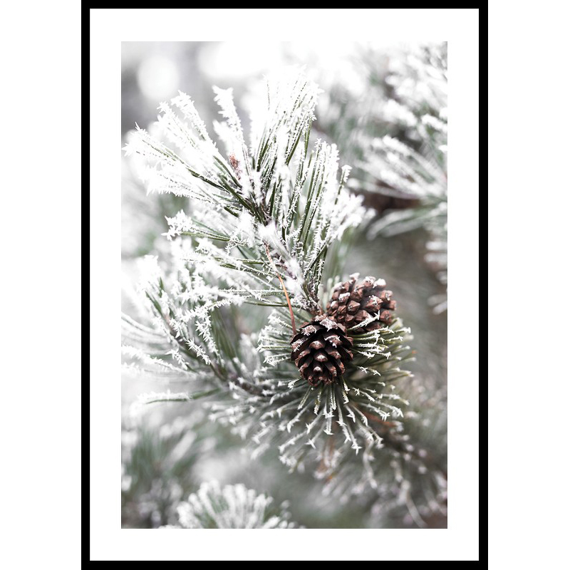 Poster Gallerix Snowy Fir Branch